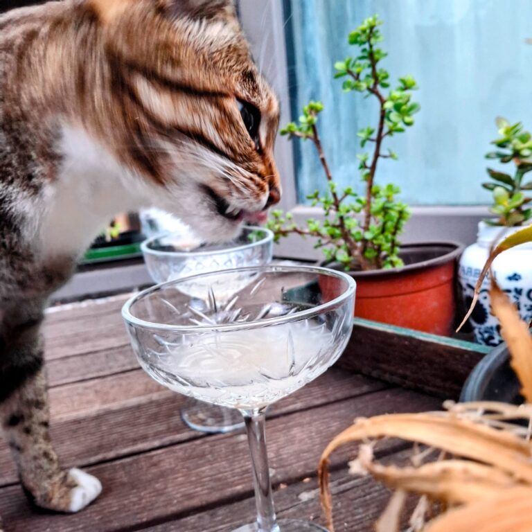 Tunatinis Might Be You And Your Cat’s Favourite Sipper